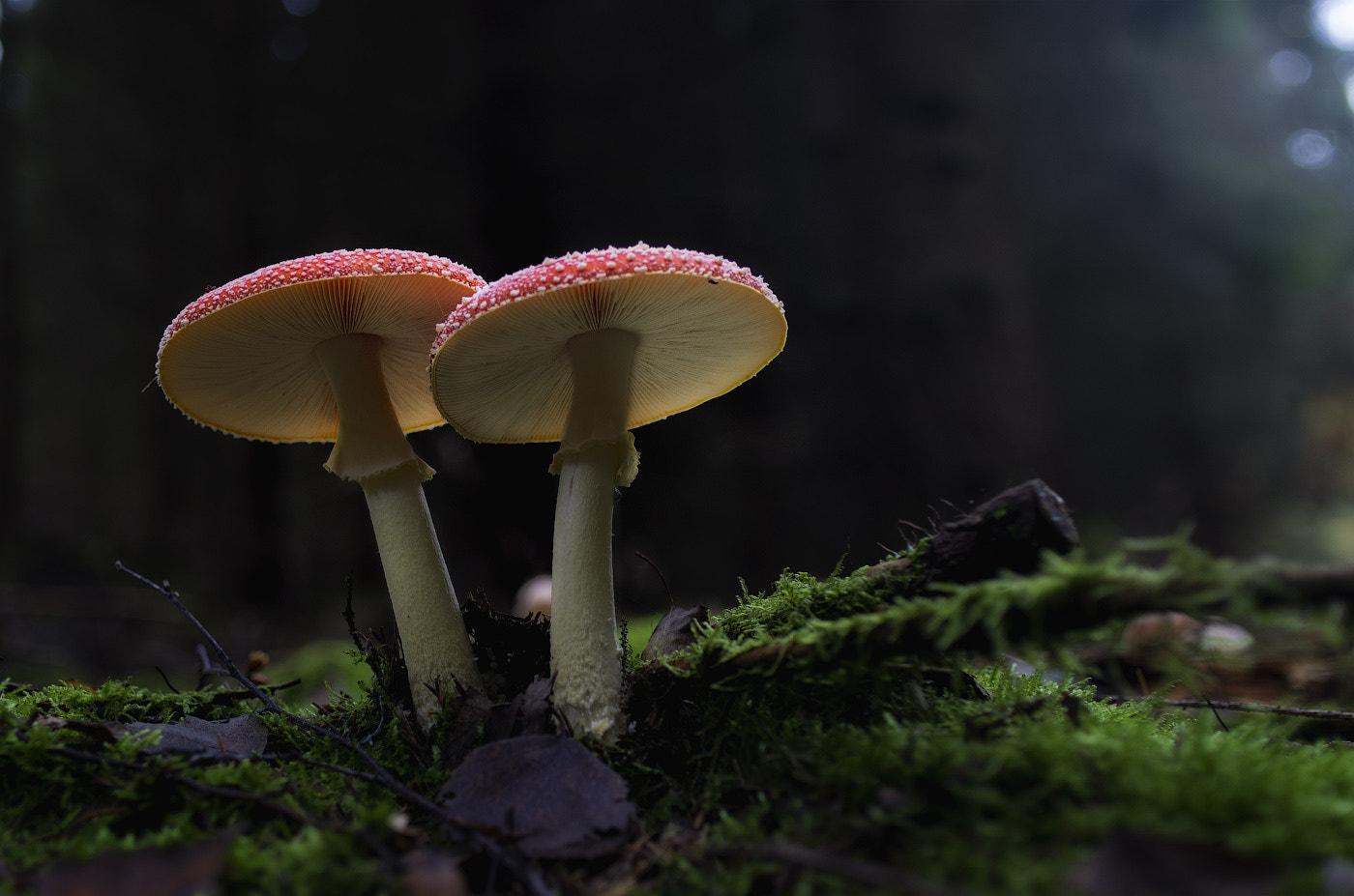 Pentax smc DA 35mm F2.8 Macro Limited sample photo. Red twins photography