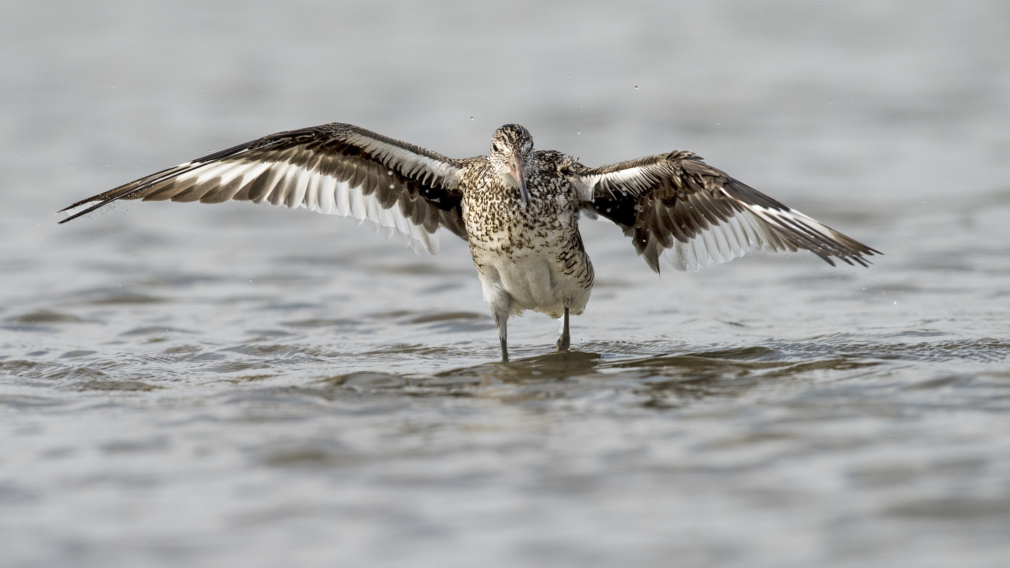 Nikon D810 + Nikon AF-S Nikkor 600mm F4G ED VR sample photo. Willet photography