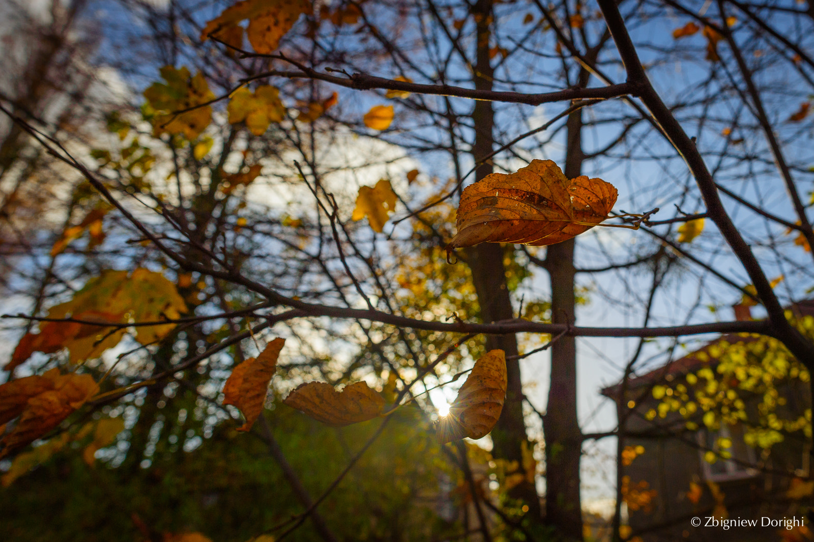 Nikon D700 + Sigma 24mm F1.8 EX DG Aspherical Macro sample photo. Autumn leafs photography