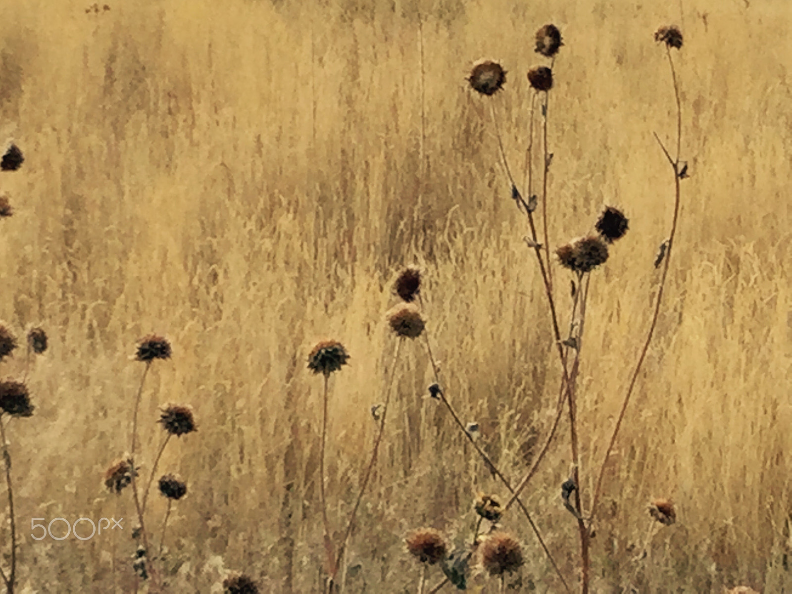 Apple iPad5,3 sample photo. Dried thistles photography