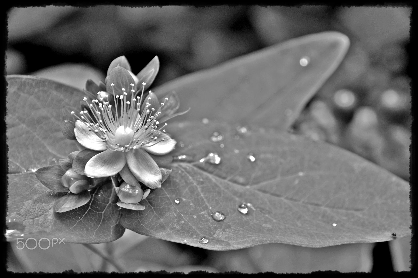 Sigma 18-250mm F3.5-6.3 DC Macro OS HSM sample photo. Raindrops photography