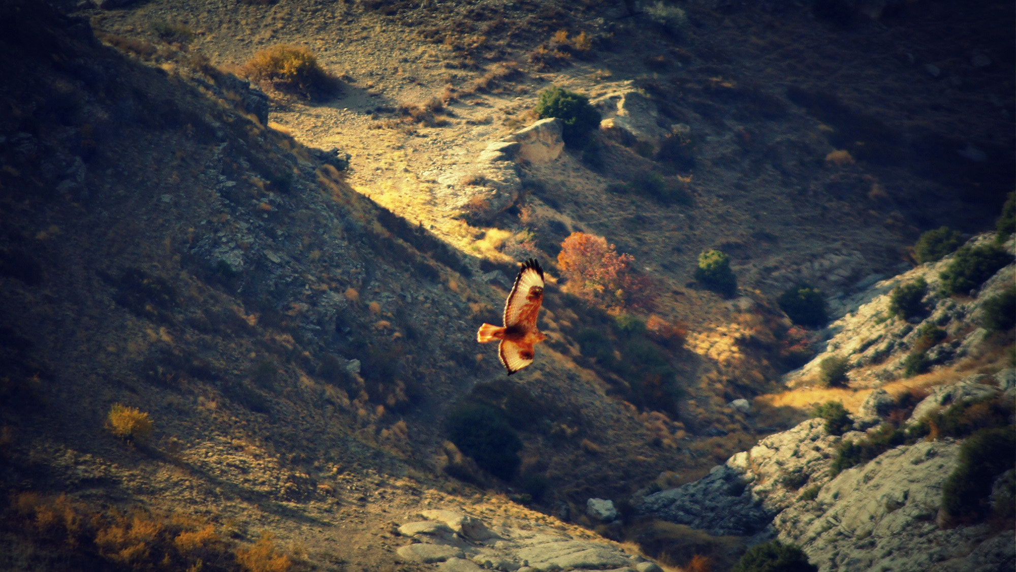 Sony DT 55-200mm F4-5.6 SAM sample photo. Hawk photography