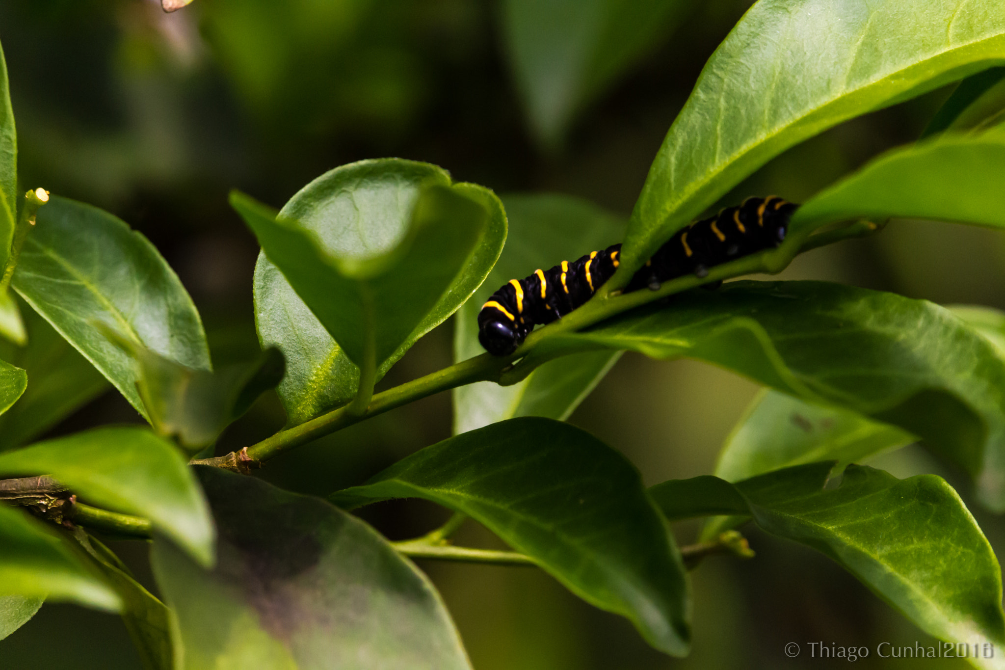 Canon EF-S 55-250mm F4-5.6 IS STM sample photo. Future butterfly photography
