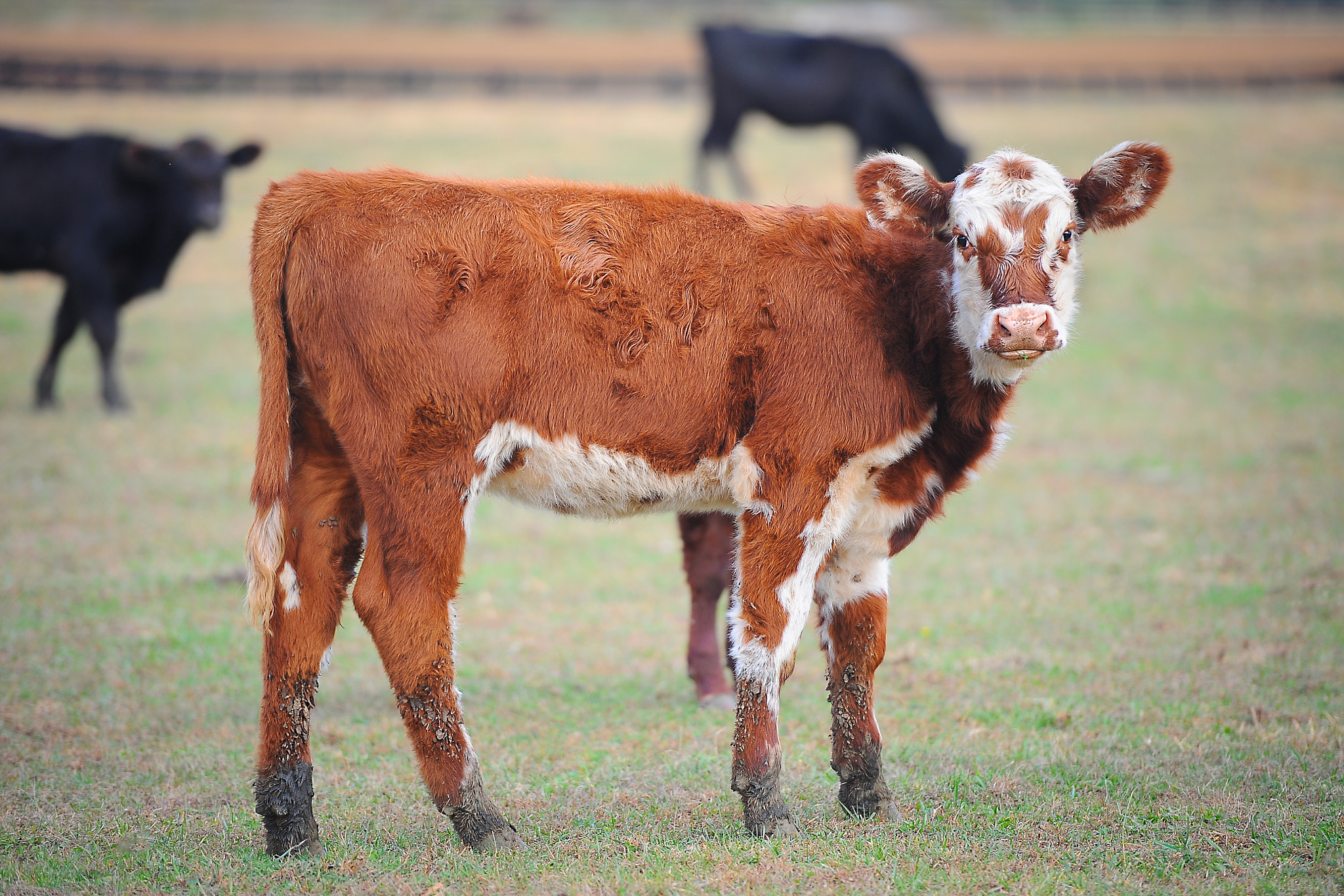 Nikon D3 sample photo. Calf portrait photography