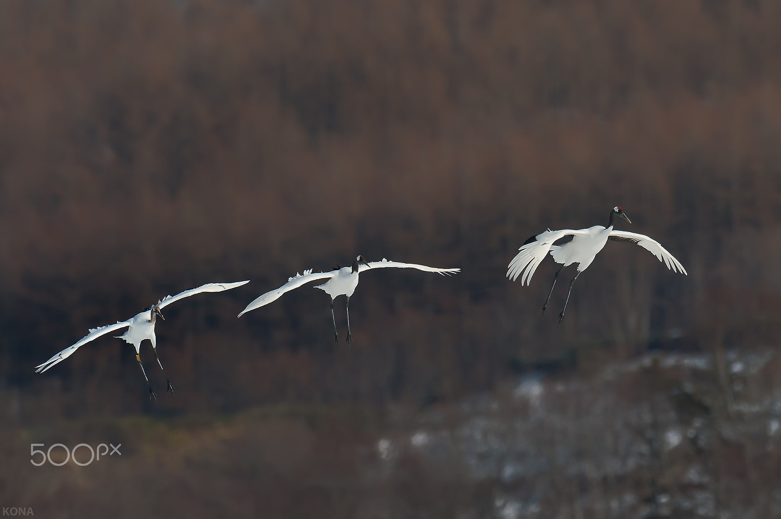 Nikon D3 + Nikon AF-S Nikkor 400mm F2.8G ED VR II sample photo. Tantyo    30374036540. photography