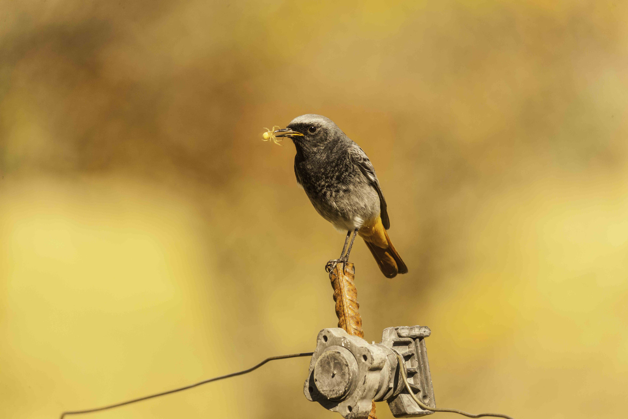 Sigma 150-500mm F5-6.3 DG OS HSM sample photo. Colirrojo tizón (black redstart) photography