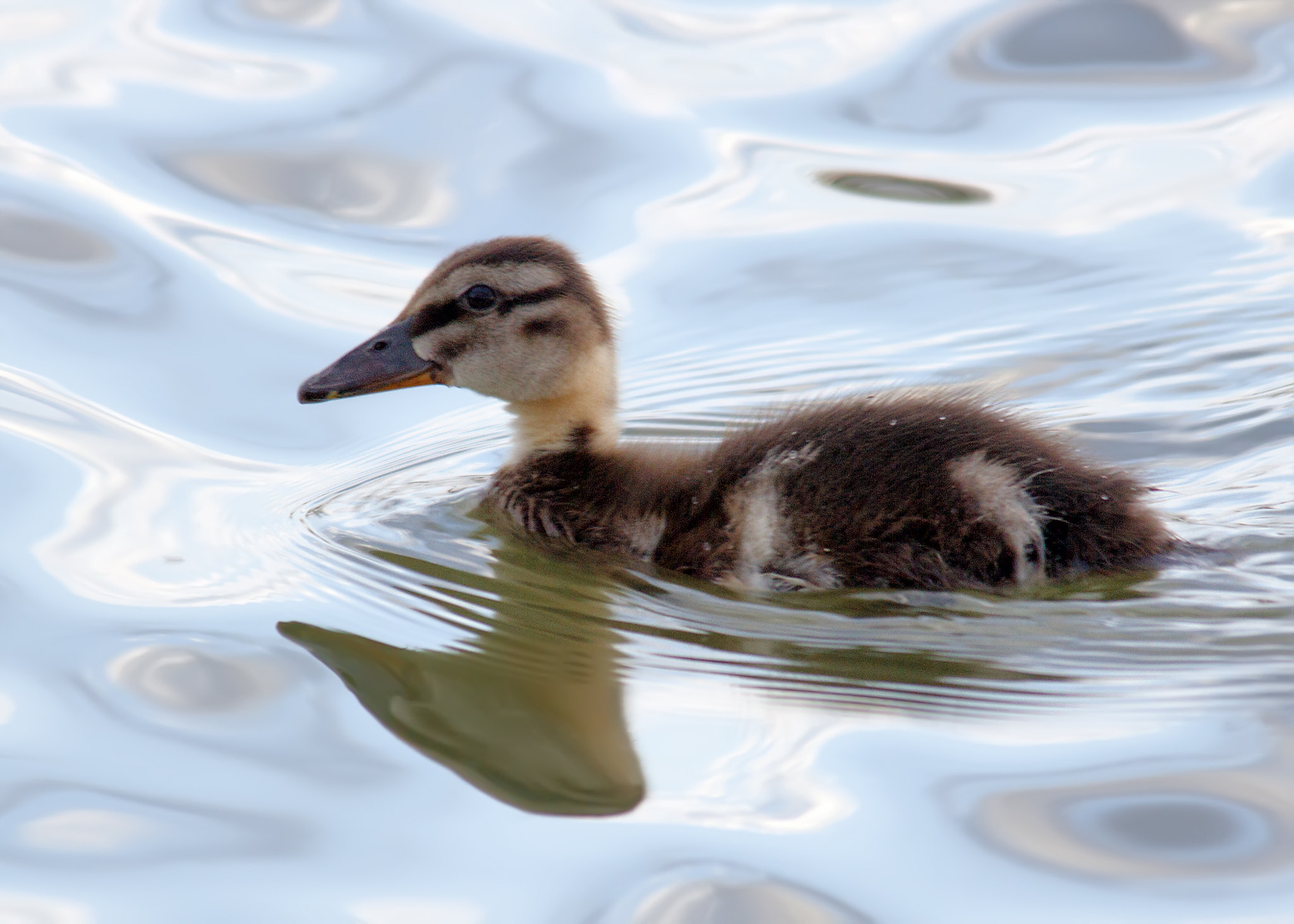 Sigma 150-500mm F5-6.3 DG OS HSM sample photo. Young mallard photography