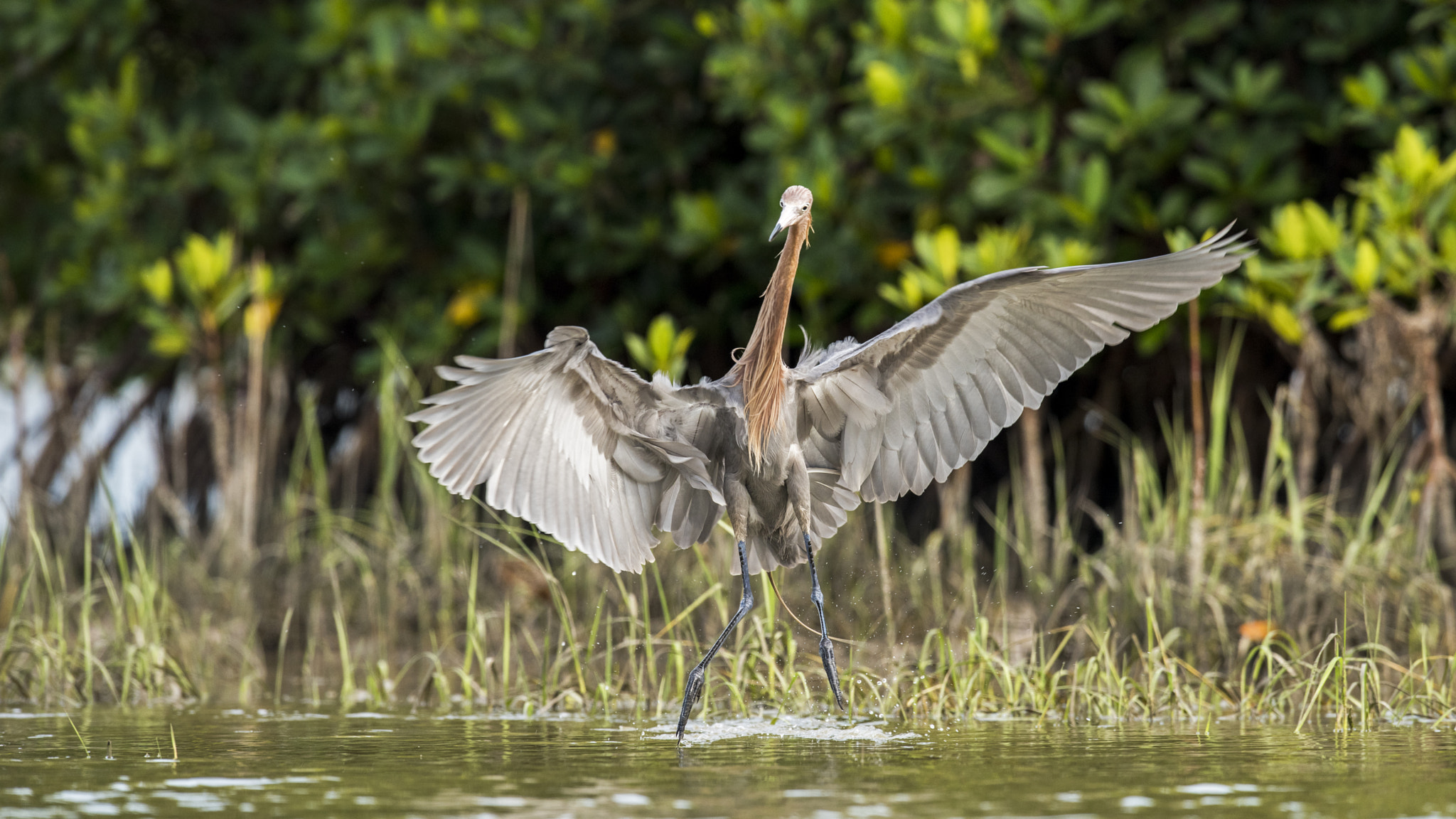 Nikon D810 + Nikon AF-S Nikkor 600mm F4G ED VR sample photo. Reddish egret photography
