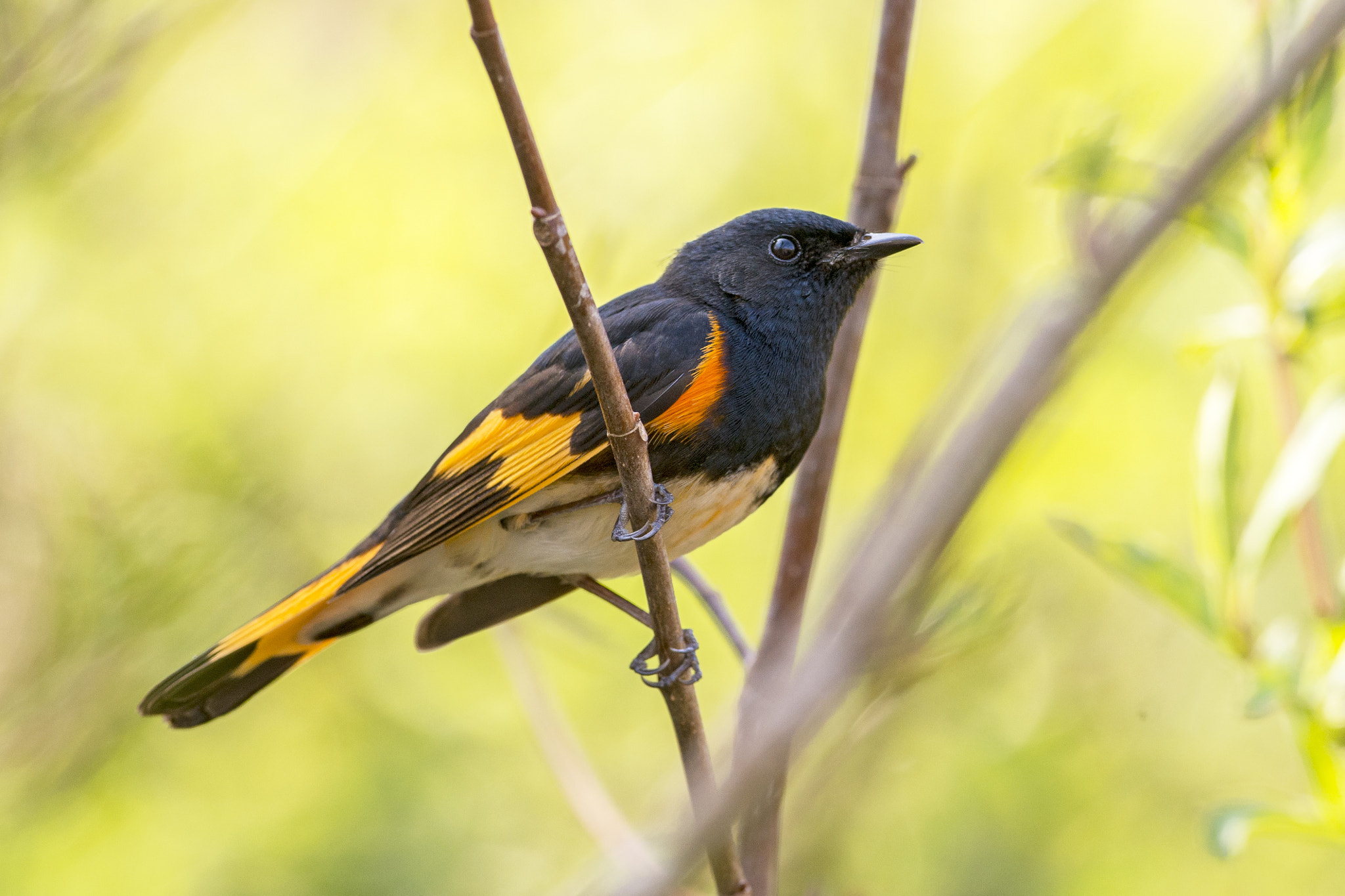 Nikon AF-S Nikkor 300mm F2.8G ED-IF VR sample photo. American redstart - male photography