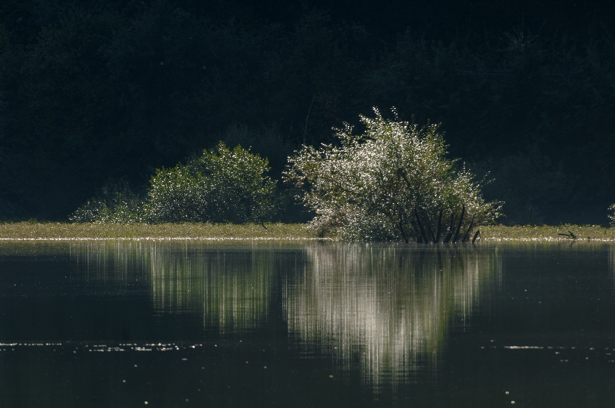 Nikon D300S + Nikon AF-S Nikkor 200-400mm F4G ED-IF VR sample photo. Reflejos photography