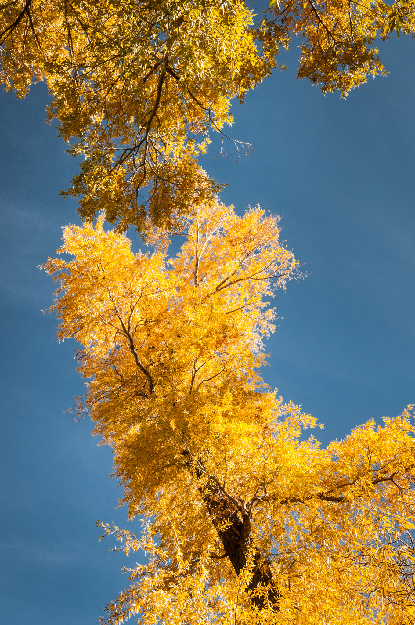 Nikon D300 sample photo. Cottonwood gold photography