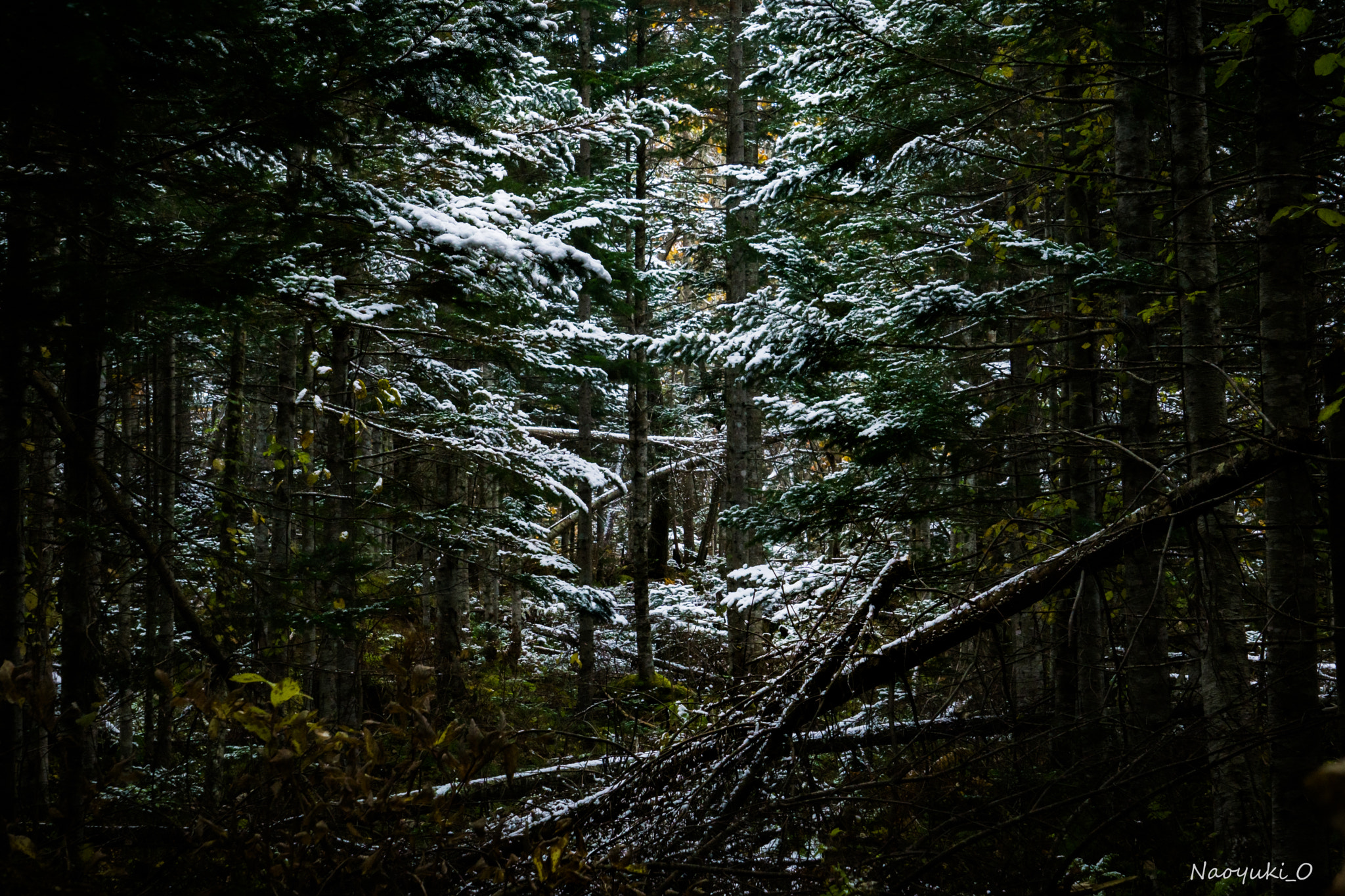 Sony a5100 sample photo. Tree photography