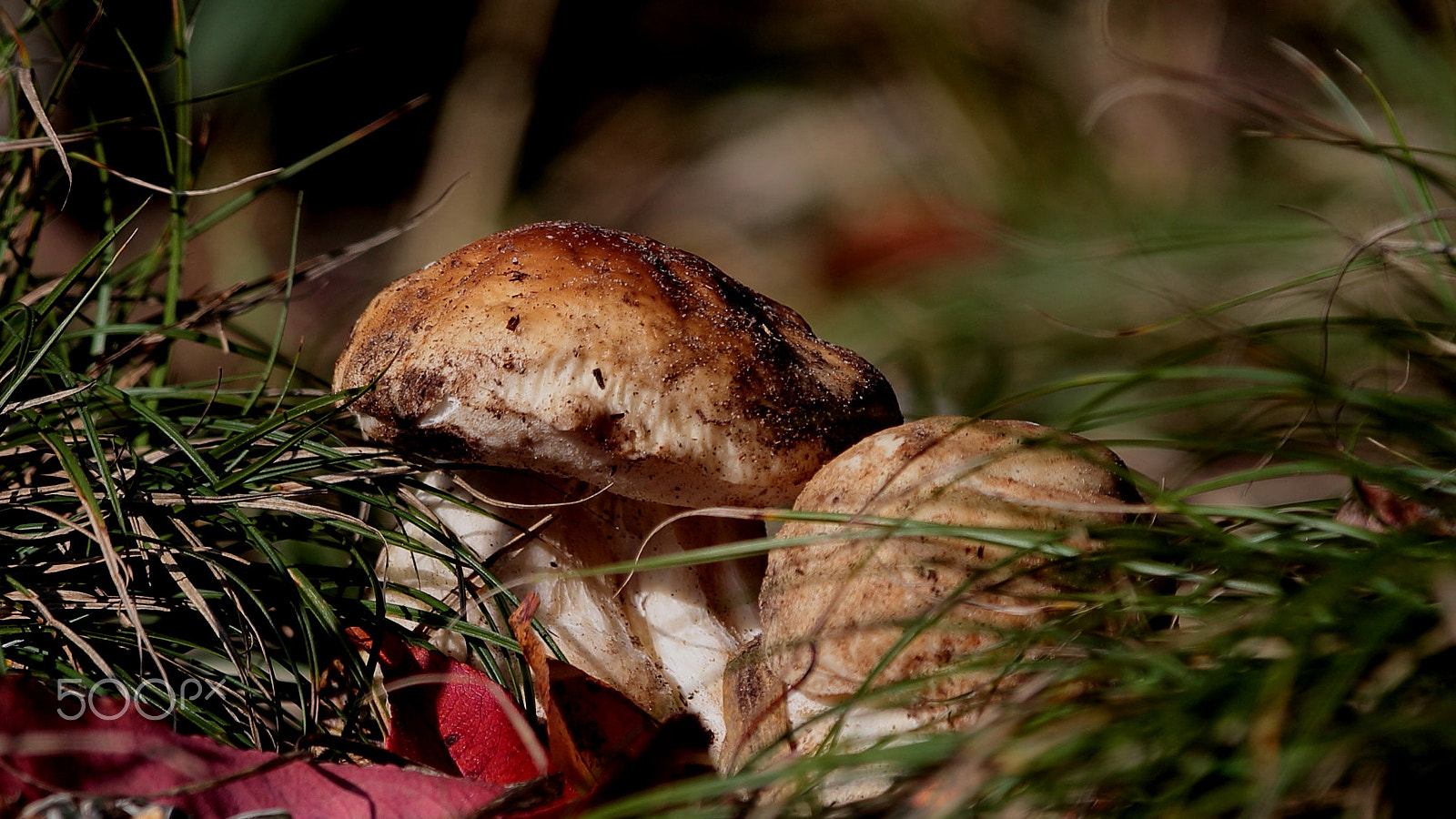 Canon EF 300mm F2.8L IS USM sample photo. Autumn gifts photography