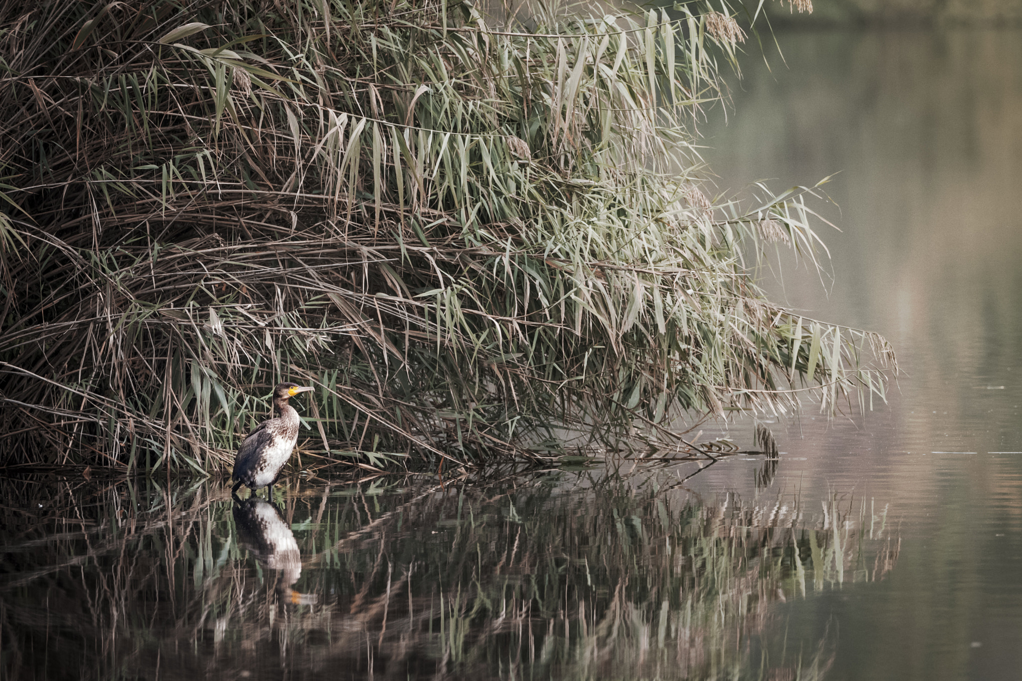 Olympus OM-D E-M1 + M.300mm F4.0 + MC-14 sample photo. Camouflage ... maybe!!! photography