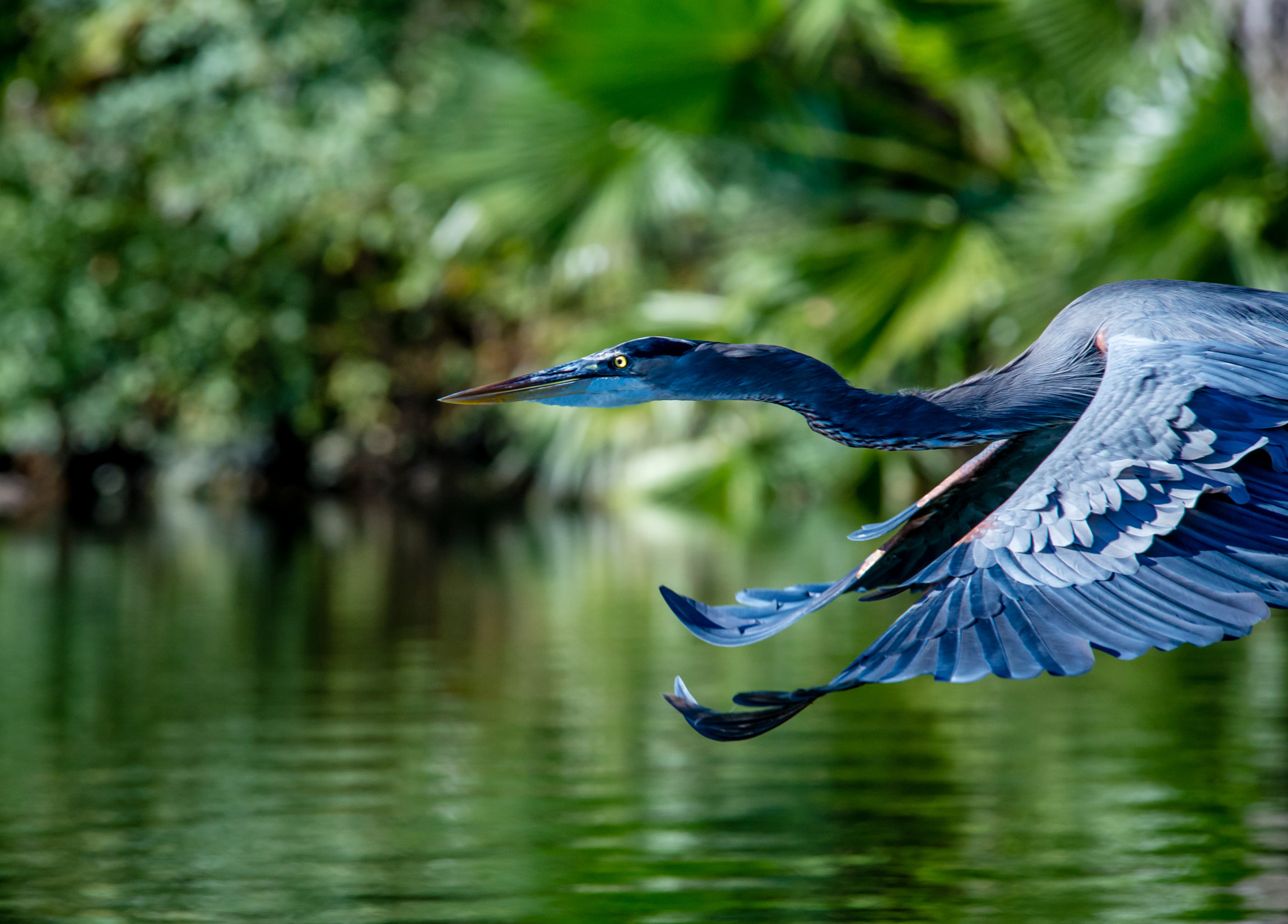 Nikon D600 sample photo. Great blue on lady bird photography