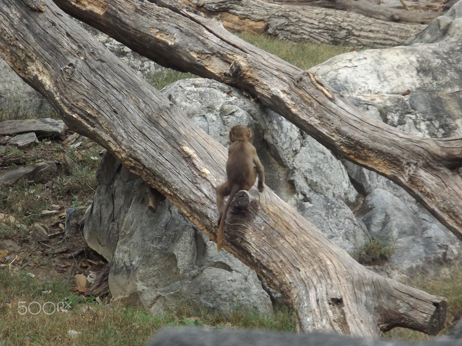 Fujifilm FinePix S4830/Walmart sample photo. Baboon troop photography