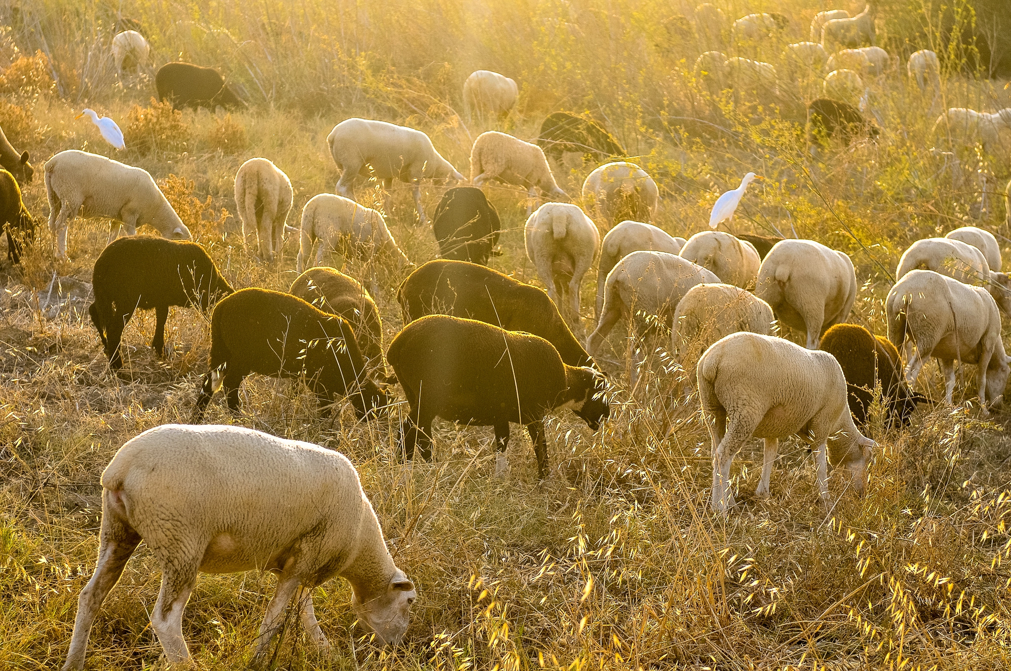 Nikon AF-S Nikkor 28-70mm F2.8 ED-IF sample photo. Sheep and egrets photography