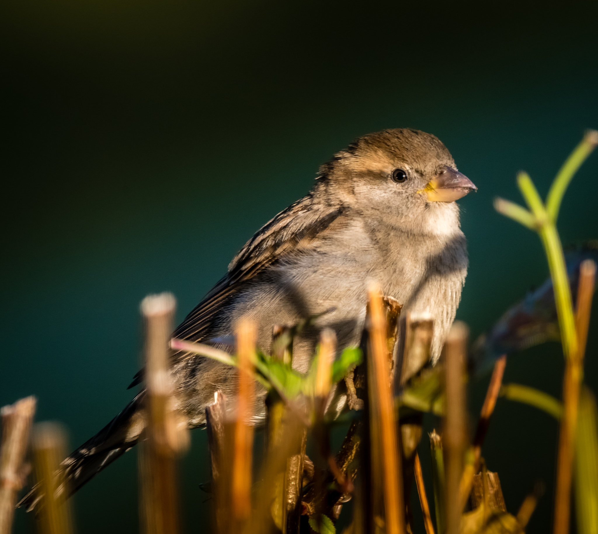 Canon EF 600mm F4L IS II USM sample photo. Sparrow photography