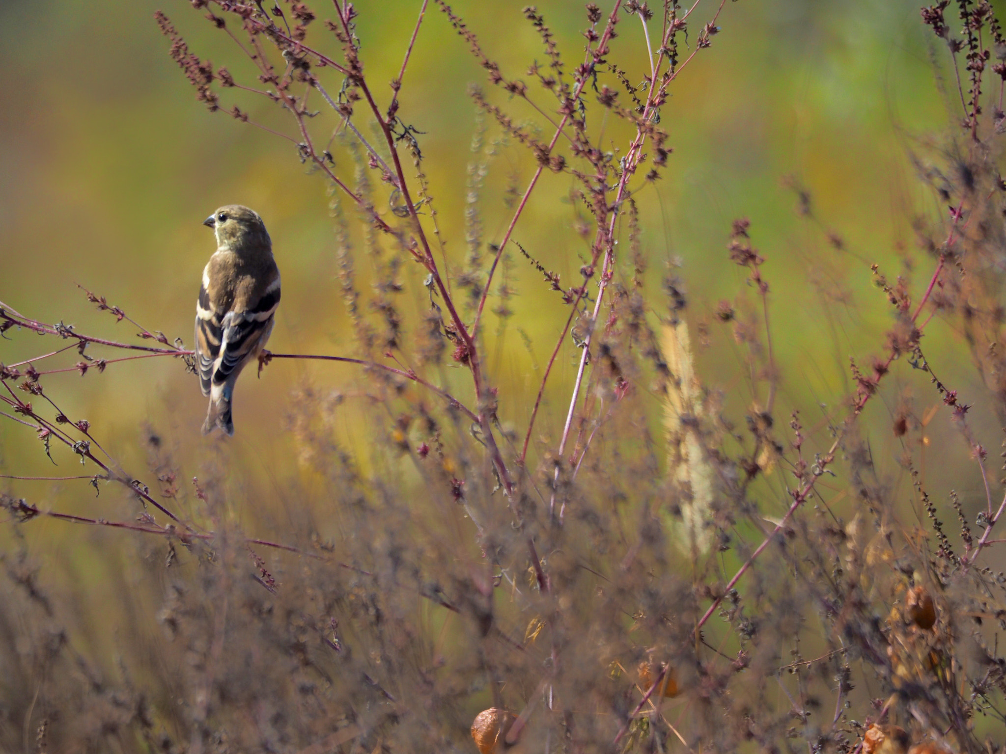 Olympus OM-D E-M5 II sample photo. Autumn color photography
