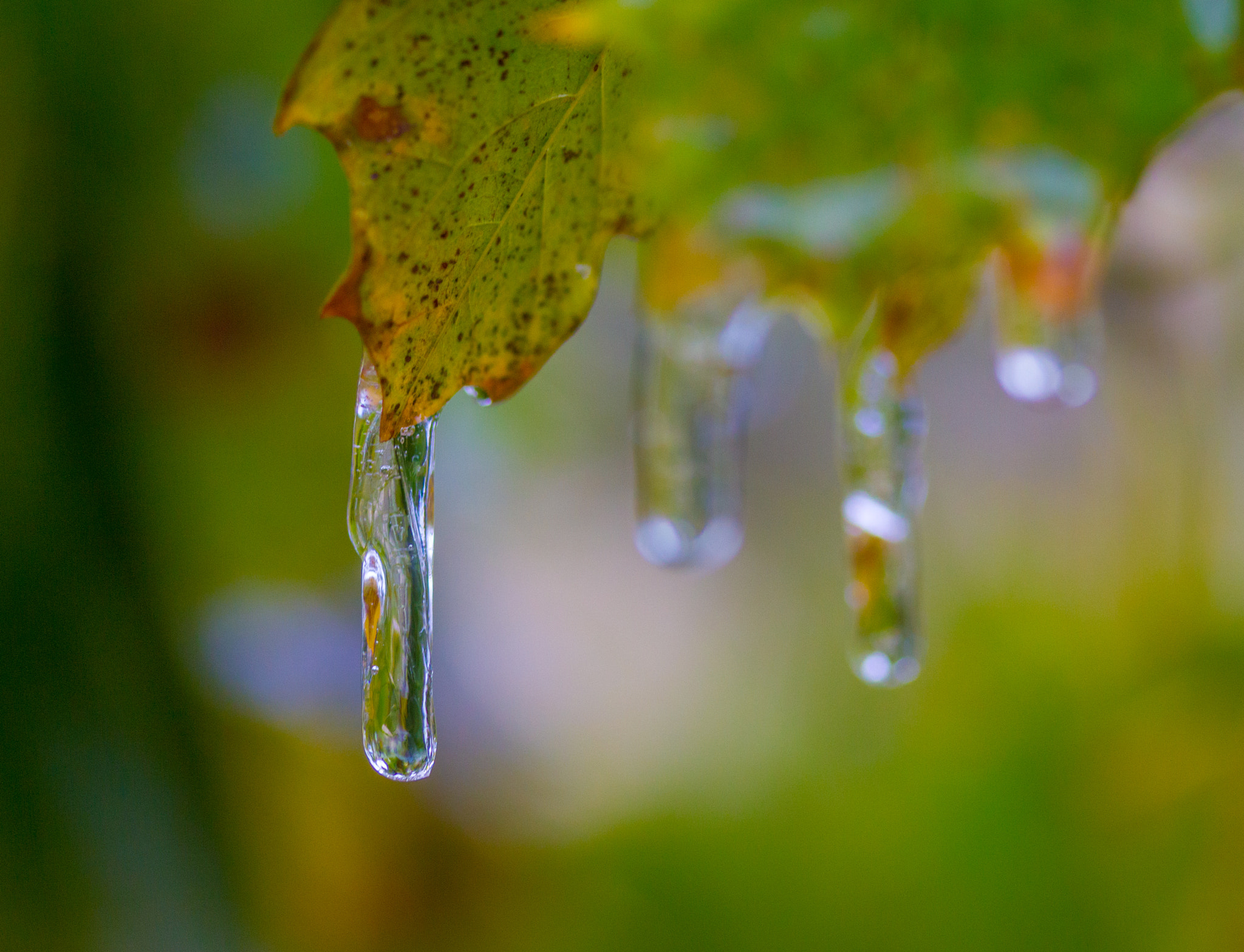 Canon EF-S 60mm F2.8 Macro USM sample photo. Fall ice photography
