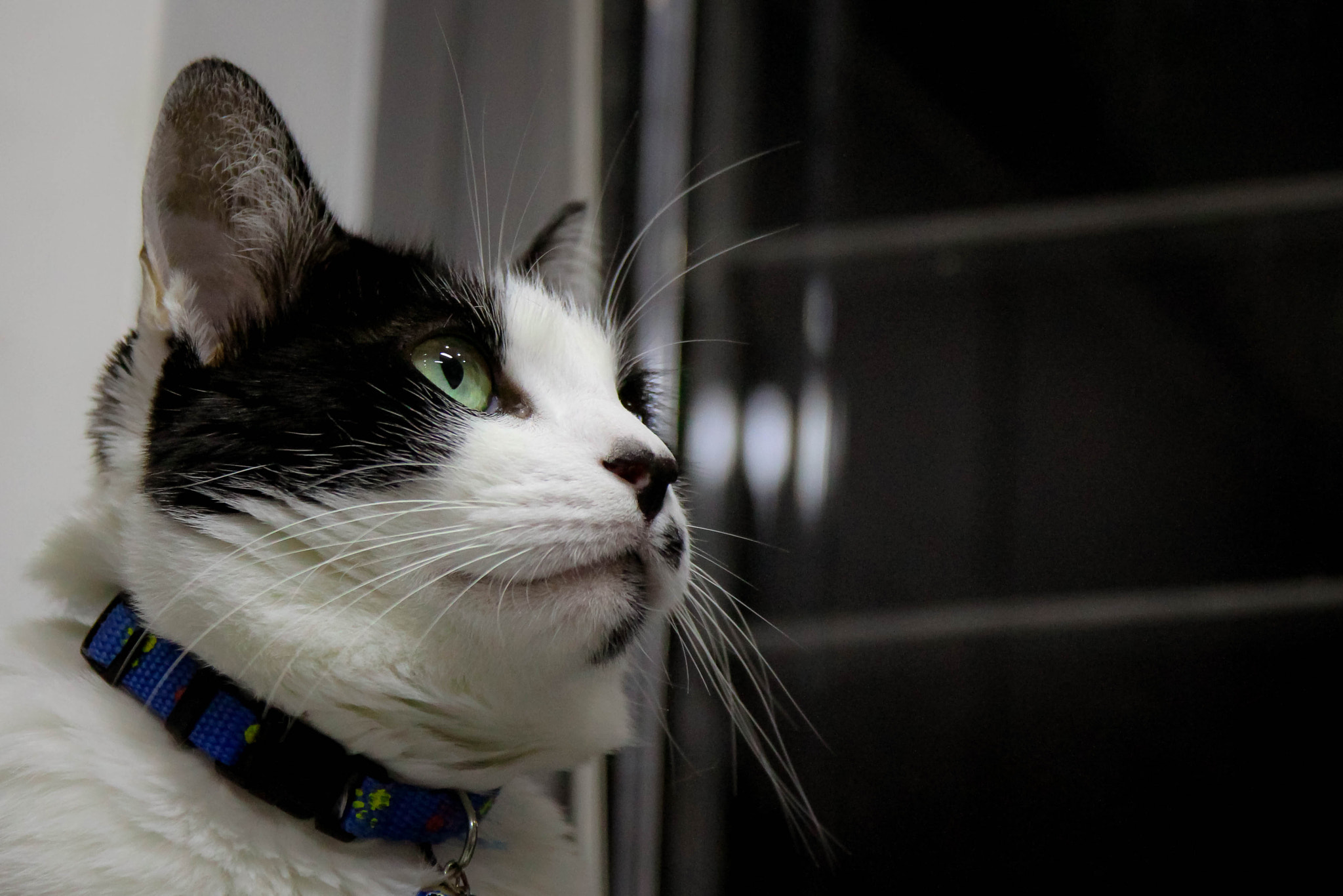Sigma 17-70mm F2.8-4 DC Macro OS HSM sample photo. Johnny the cat photography