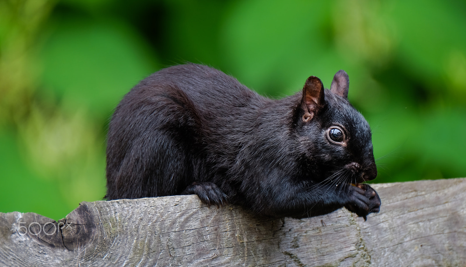Fujifilm XF 100-400mm F4.5-5.6 R LM OIS WR sample photo. Black squirrel praying photography