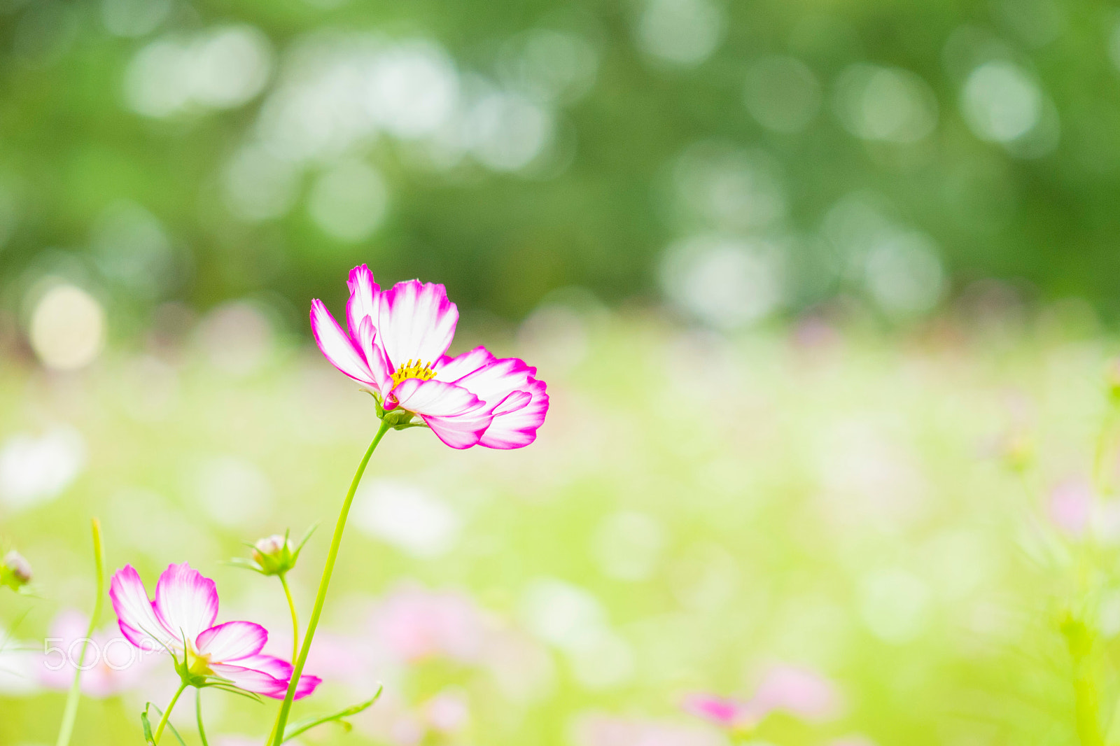 Olympus PEN E-PL2 sample photo. Cosmos photography