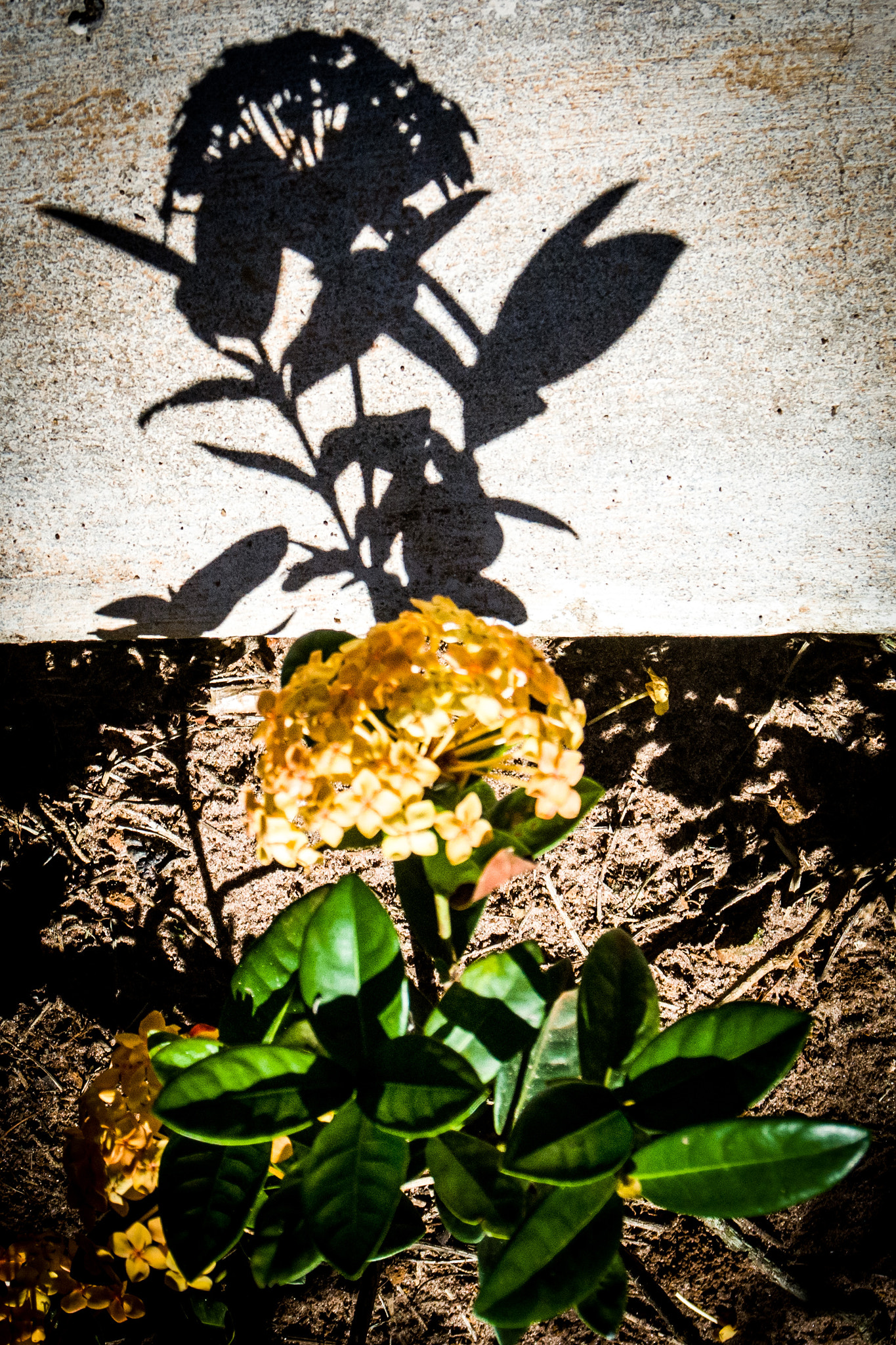 Sigma 17-70mm F2.8-4 DC Macro OS HSM | C sample photo. Shadow photography