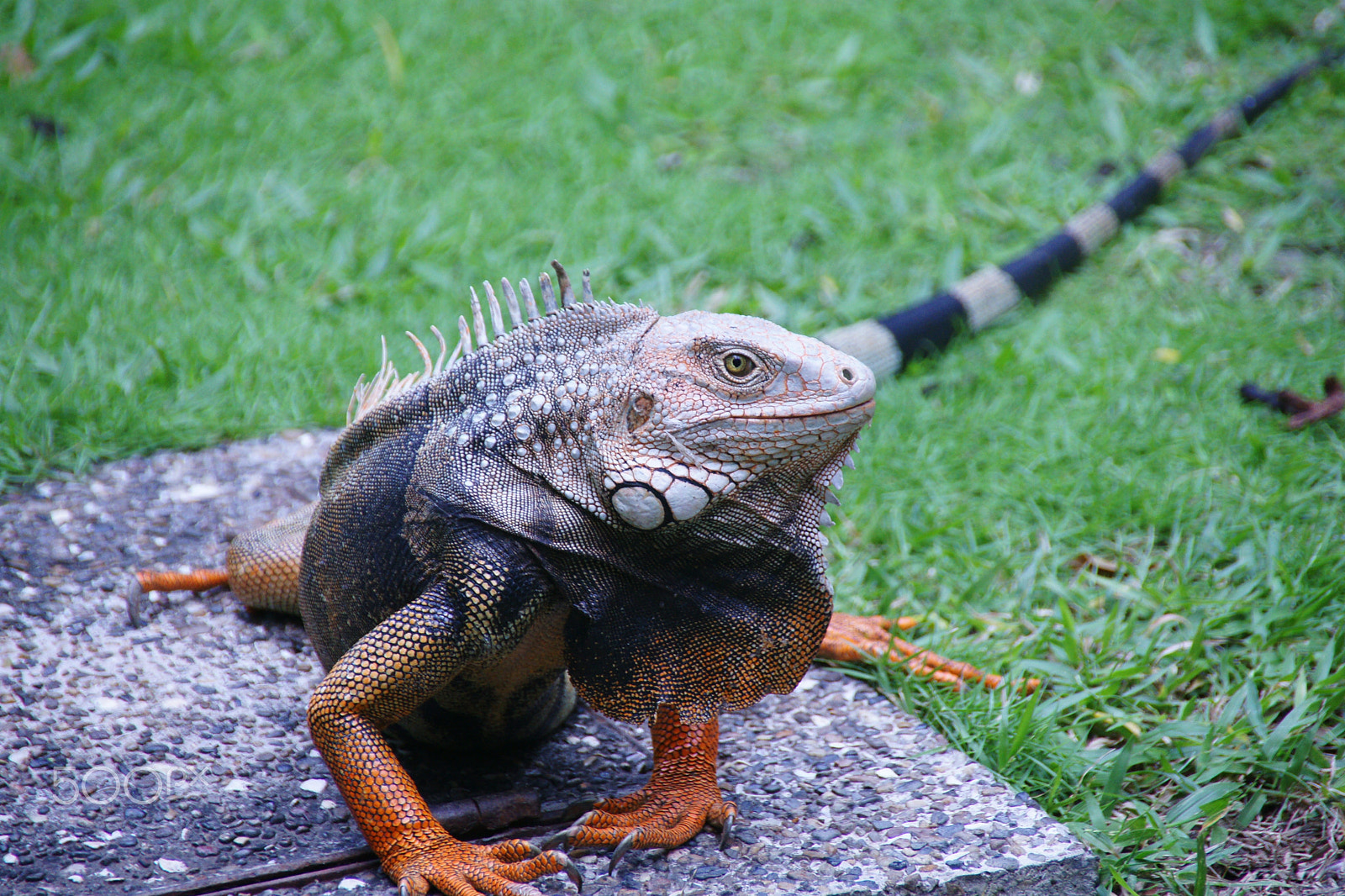 Sony DT 18-250mm F3.5-6.3 sample photo. Iguana photography