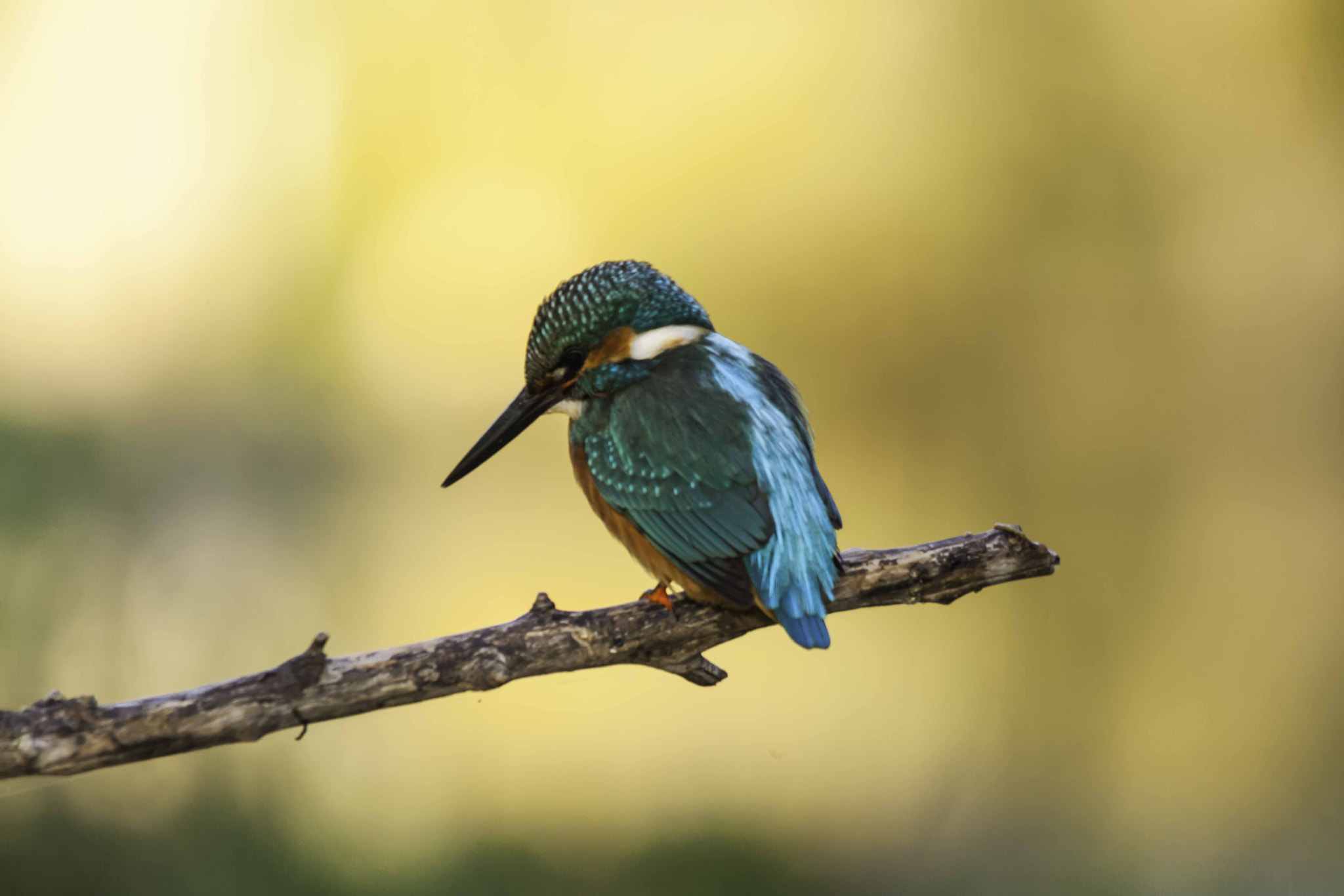 Canon EOS-1Ds Mark III sample photo. Electric blue (kingfisher) photography