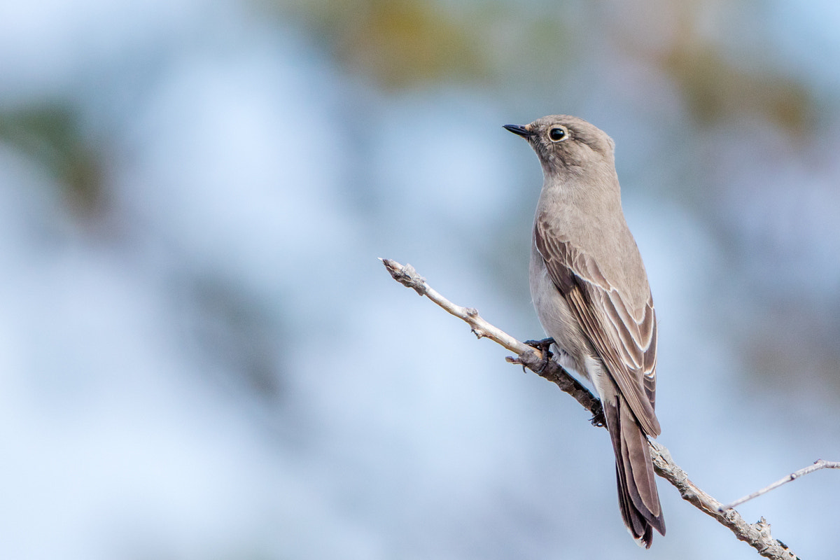 Canon EF 200-400mm F4L IS USM Extender 1.4x sample photo. Townsend's solitaire photography