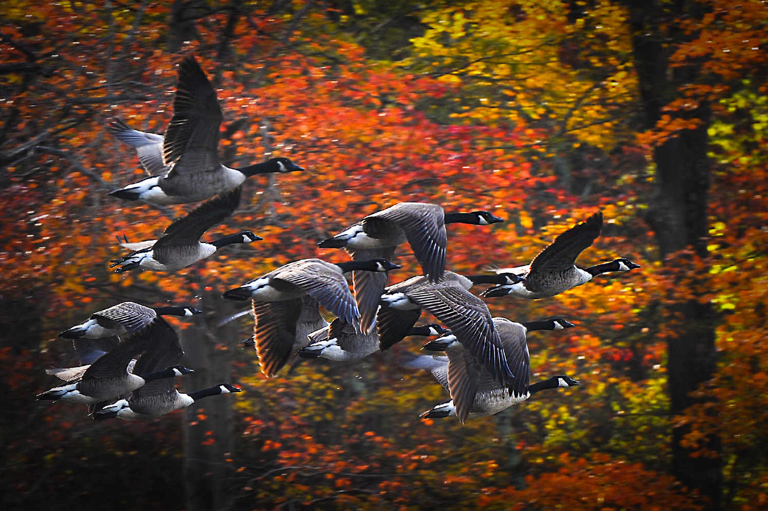 Nikon D3 sample photo. Flying geese photography