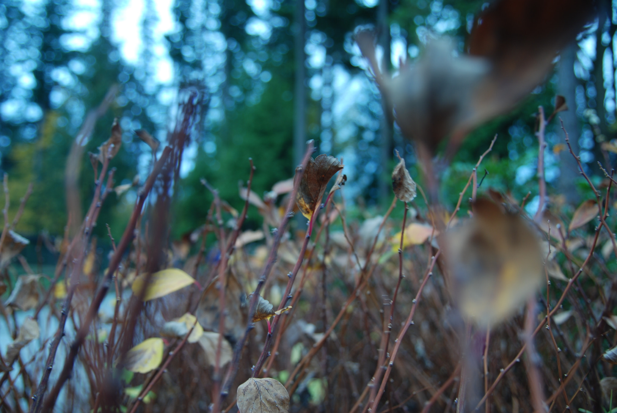 Nikon D80 sample photo. Be different among the common. photography