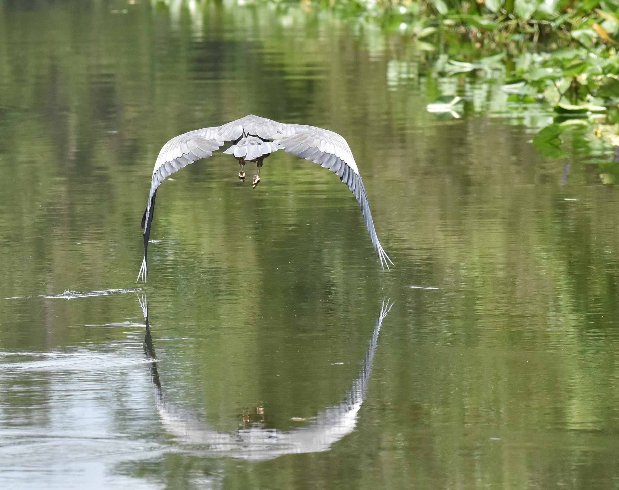 Nikon AF-S Nikkor 70-200mm F4G ED VR sample photo. Great blue heron photography