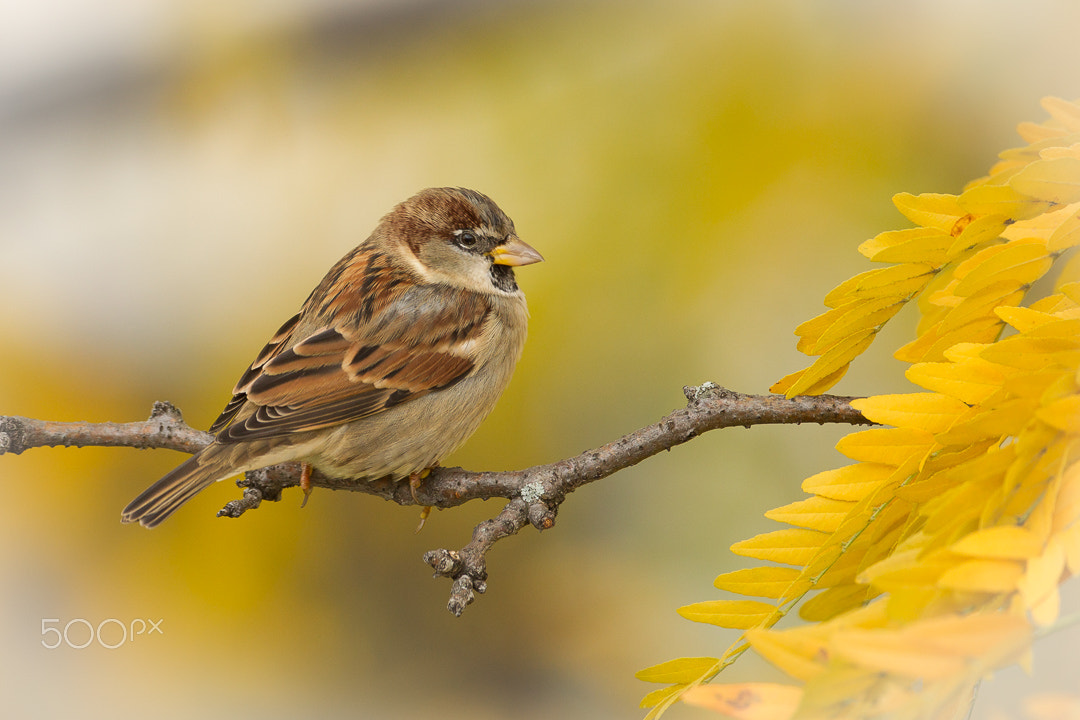 Canon EF 500mm F4L IS USM sample photo. House sparrow / moineau photography