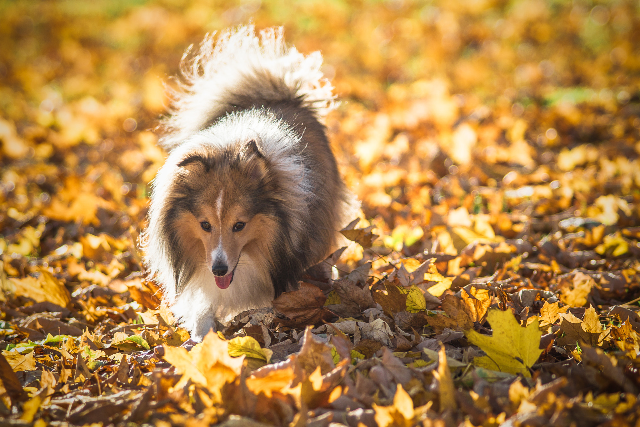 Sony ILCA-77M2 + Minolta AF 80-200mm F2.8 HS-APO G sample photo. Fall photography