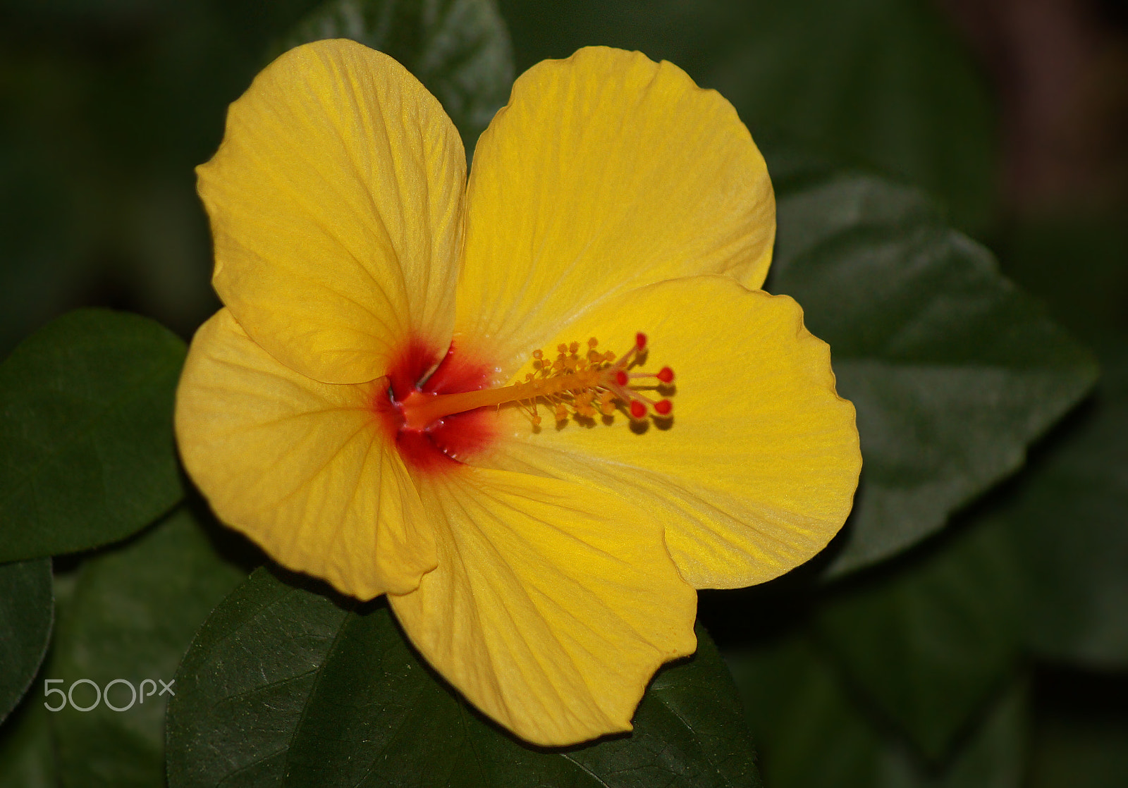 Sony 75-300mm F4.5-5.6 sample photo. Cheery yellow photography