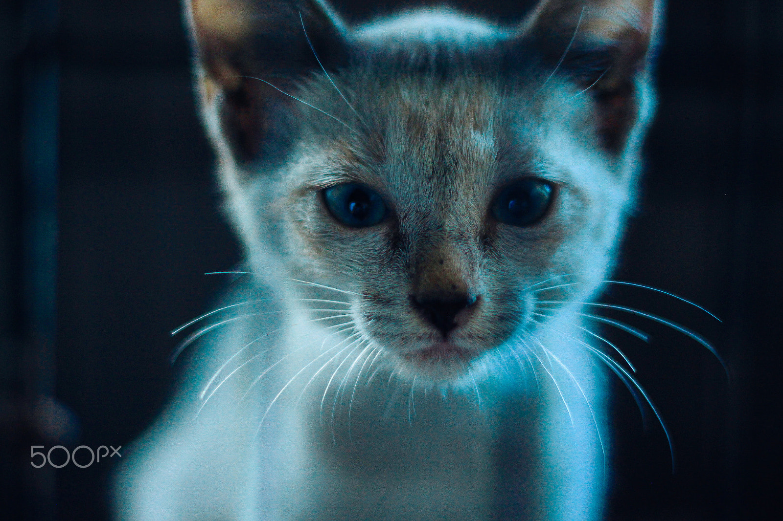 Canon EOS 500D (EOS Rebel T1i / EOS Kiss X3) sample photo. Cat photography