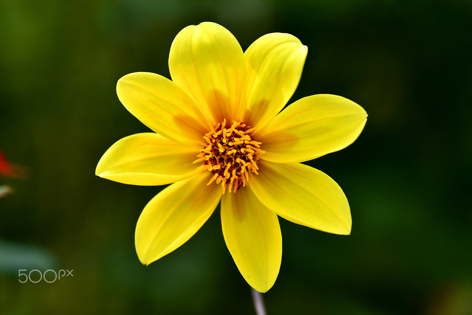 Nikon D600 sample photo. Winter from autumn photography