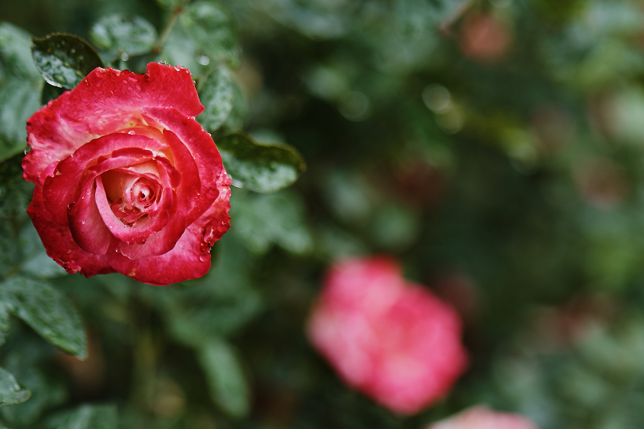 ZEISS Batis 85mm F1.8 sample photo. Capitol park roses photography