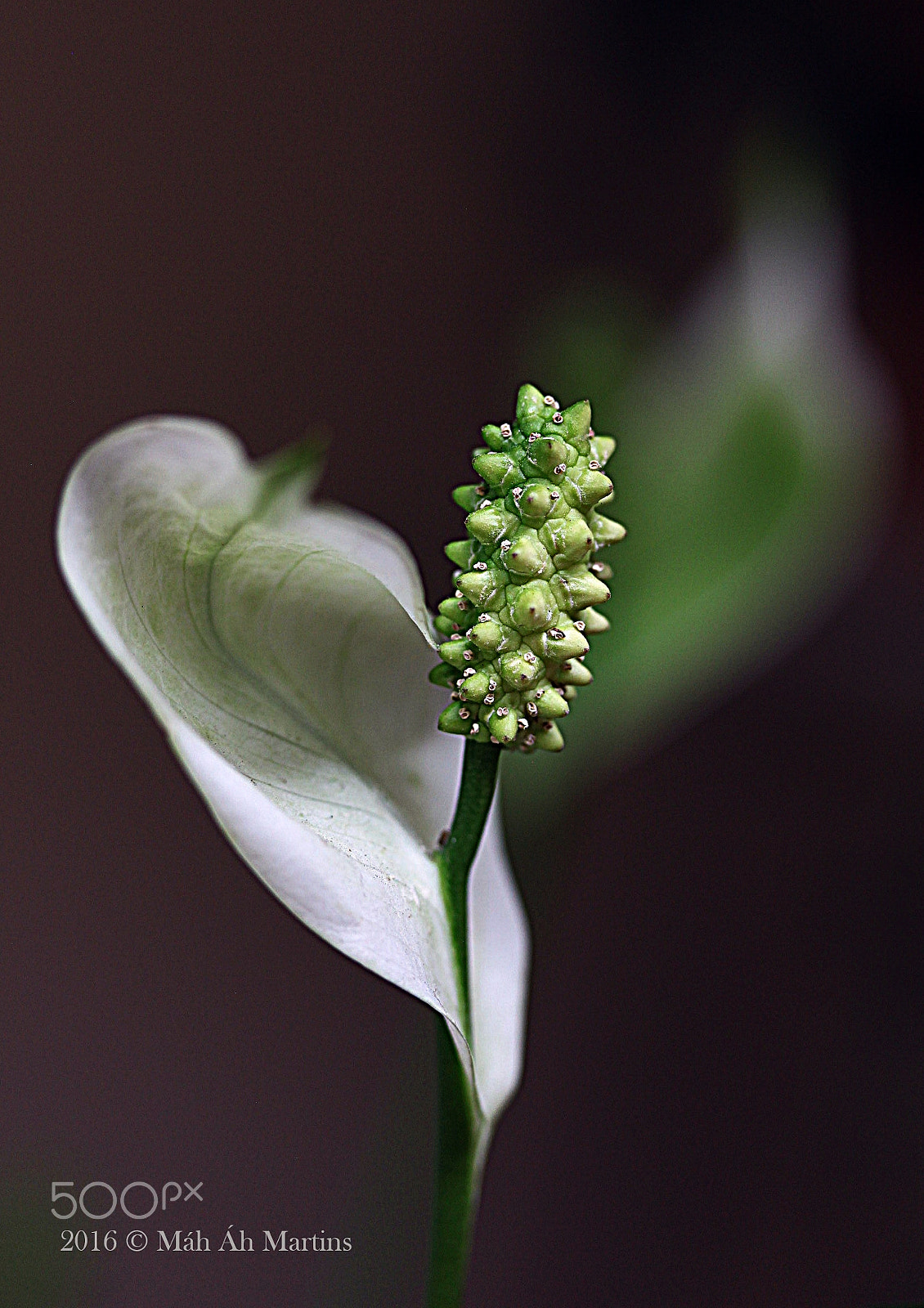 Canon EF-S 60mm F2.8 Macro USM sample photo. Lírio da paz - peace lily - spathiphyllum wallisii photography