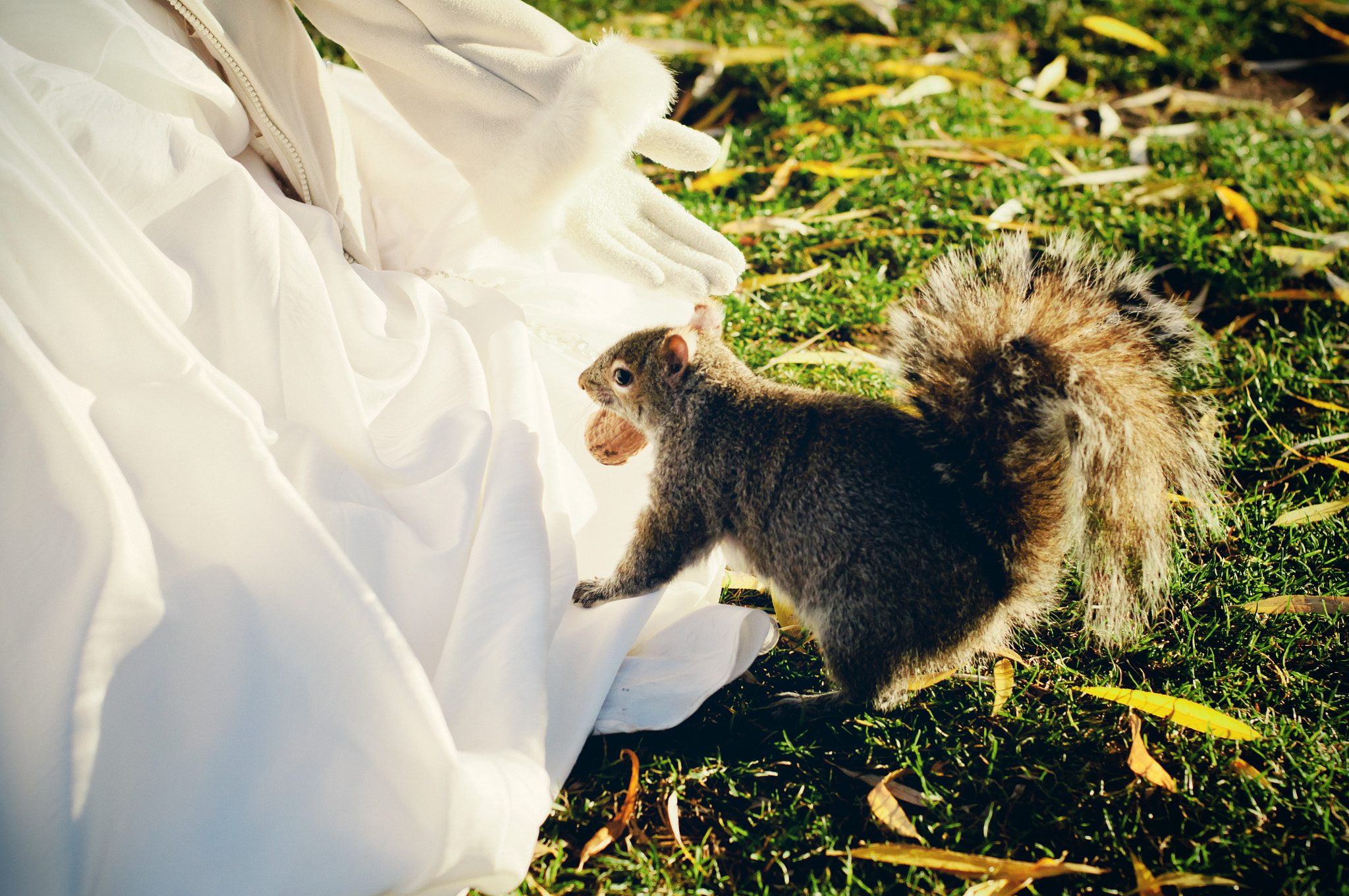 Nikon D300S + Nikon AF Nikkor 50mm F1.4D sample photo. A bride and a squirrel photography