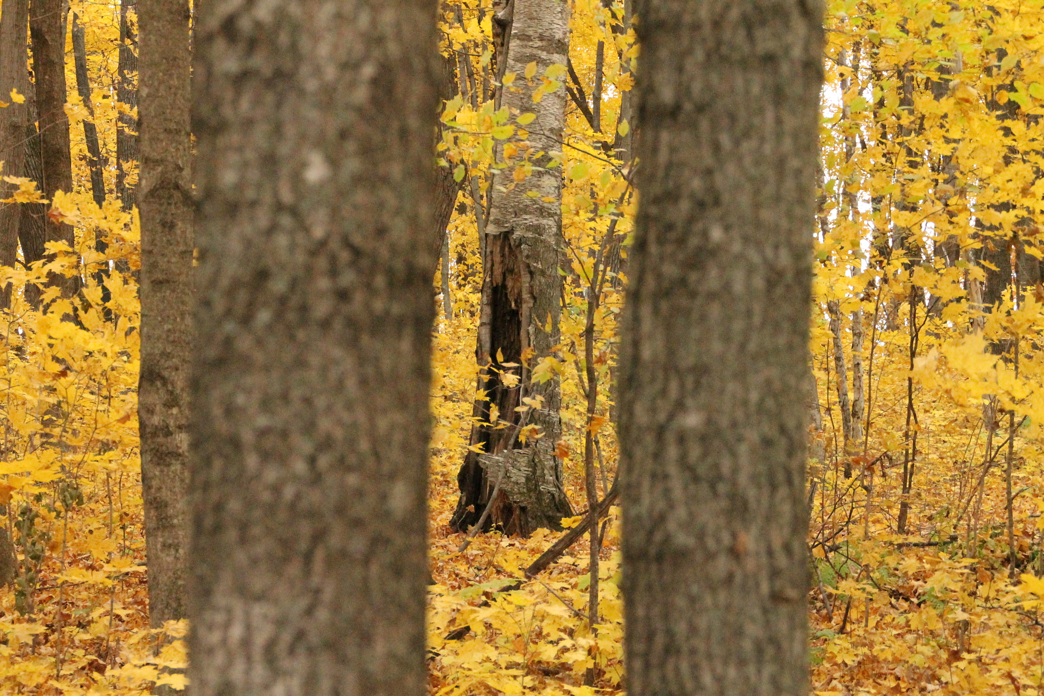 Canon EOS 1100D (EOS Rebel T3 / EOS Kiss X50) sample photo. Fall trees photography