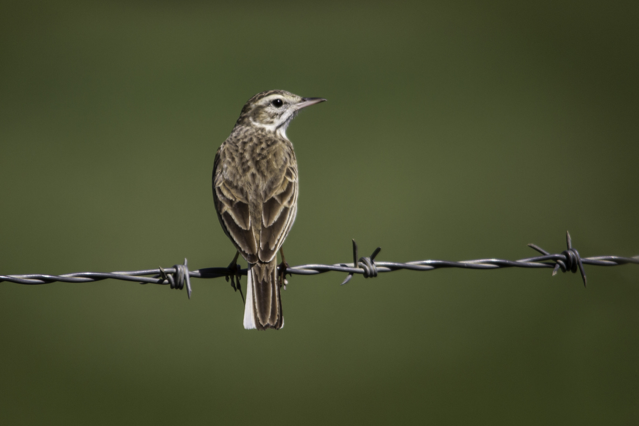 Sigma 150-500mm F5-6.3 DG OS HSM sample photo. Australasian pipit photography