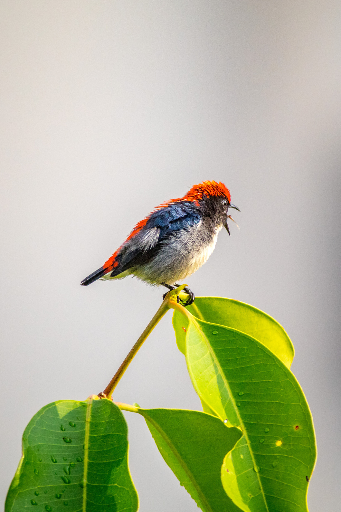 Canon EF 400mm F5.6L USM sample photo. Scarlet-backed flowerpecker photography