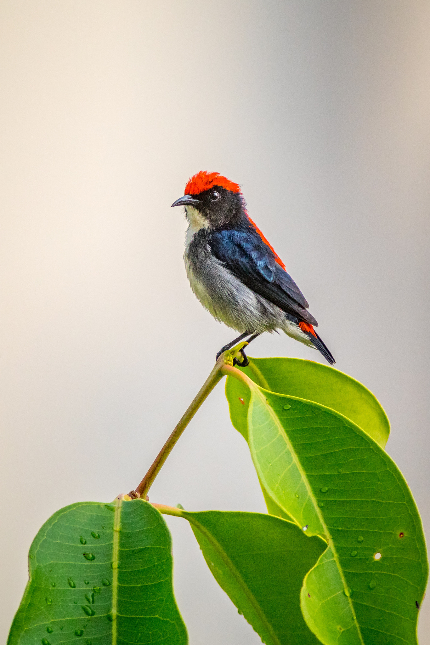 Canon EF 400mm F5.6L USM sample photo. Scarlet-backed flowerpecker photography