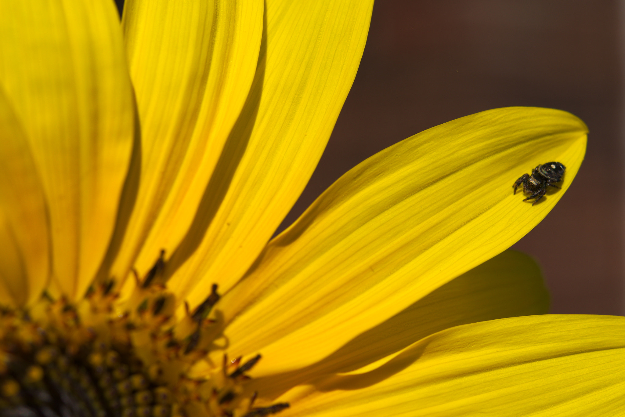 Nikon AF-S Micro-Nikkor 60mm F2.8G ED sample photo. Spider on a sunflower photography