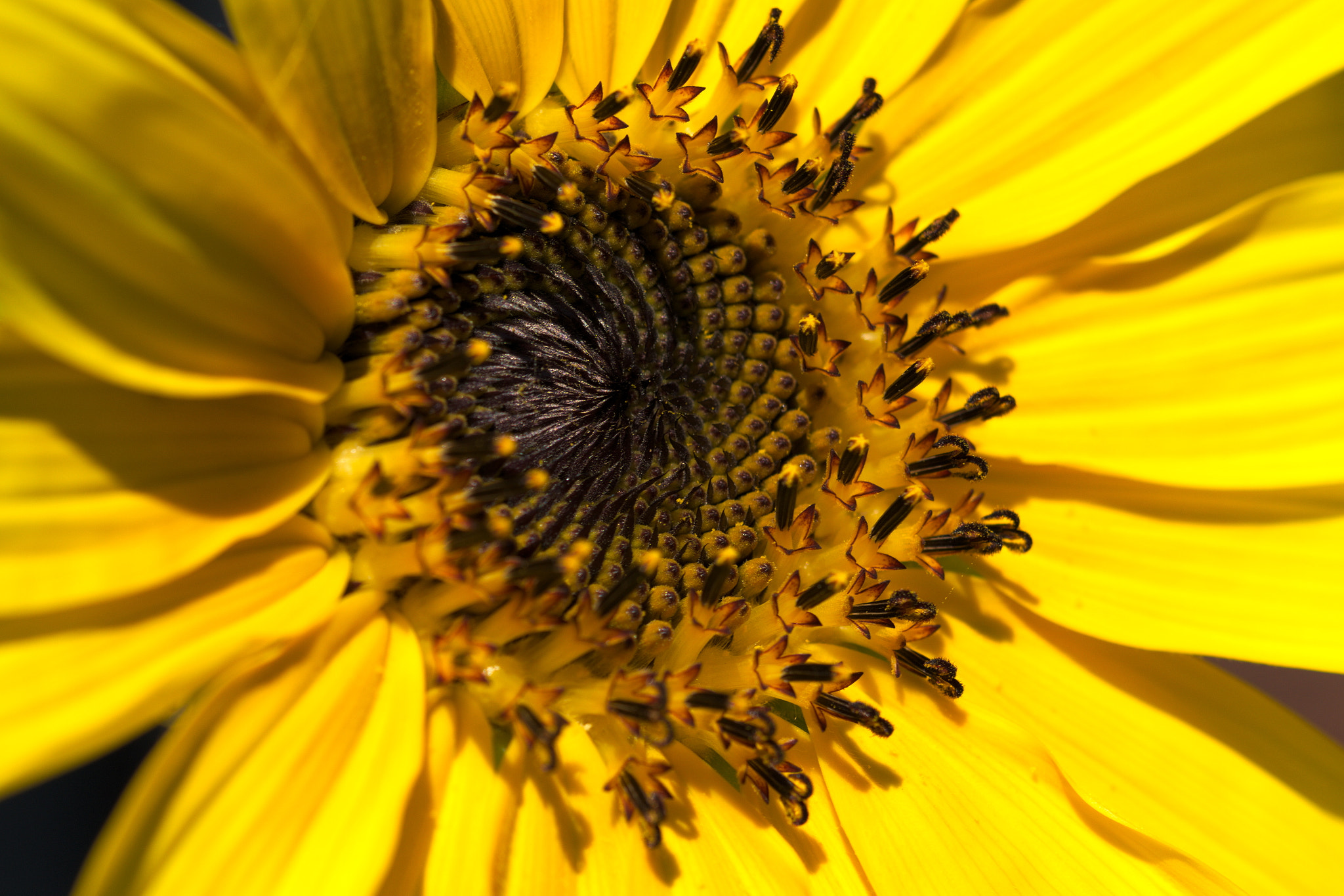 Nikon D5300 + Nikon AF-S Micro-Nikkor 60mm F2.8G ED sample photo. Spider not on a sunflower photography