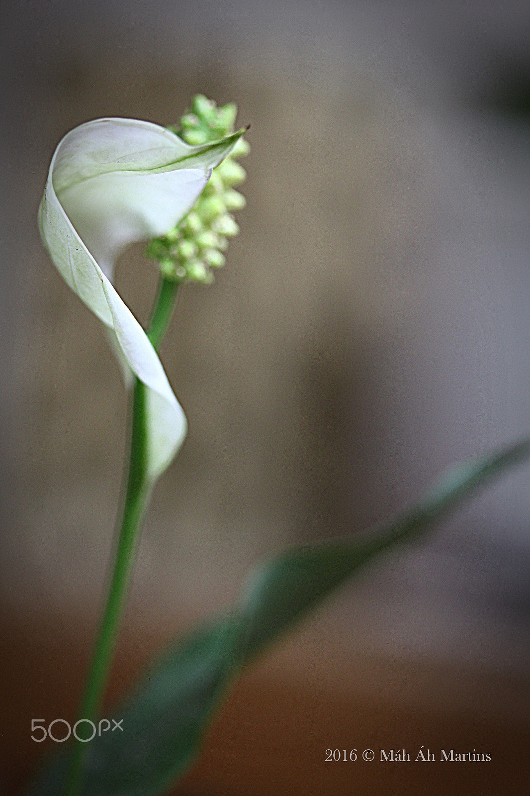 Canon EF-S 60mm F2.8 Macro USM sample photo. Lírio da paz - peace lily - spathiphyllum wallisii photography