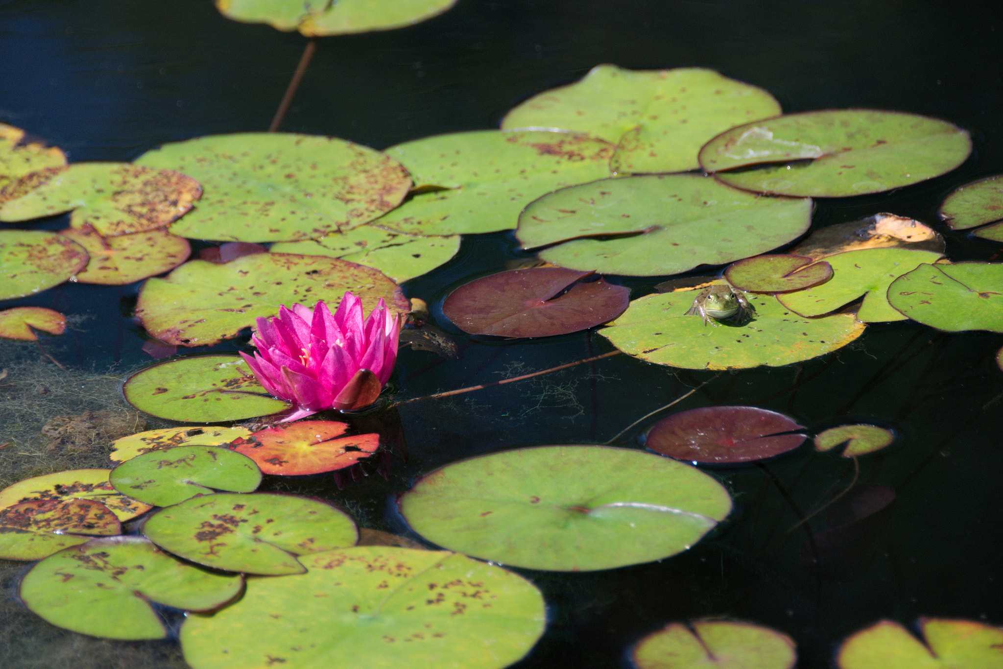 Nikon D5300 sample photo. Lily and a frog photography